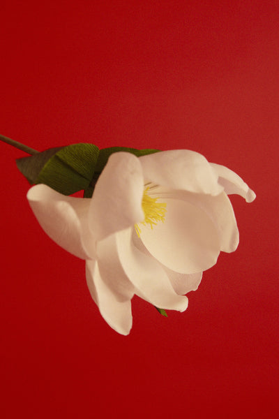 NOUVELLE | CLASSIC | COOL LAUNCH WEEK FEBRUARY 17-23 AT NO. 12 COLLINS STREET